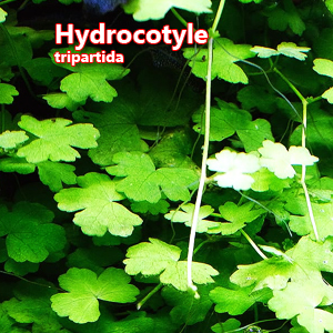 Hydrocotyle tripartida